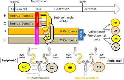 Importance of Windows of Exposure to Maternal High-Fat Diet and Feto-Placental Effects: Discrimination Between Pre-conception and Gestational Periods in a Rabbit Model